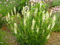 Summersweet (Clethra alnifolia)