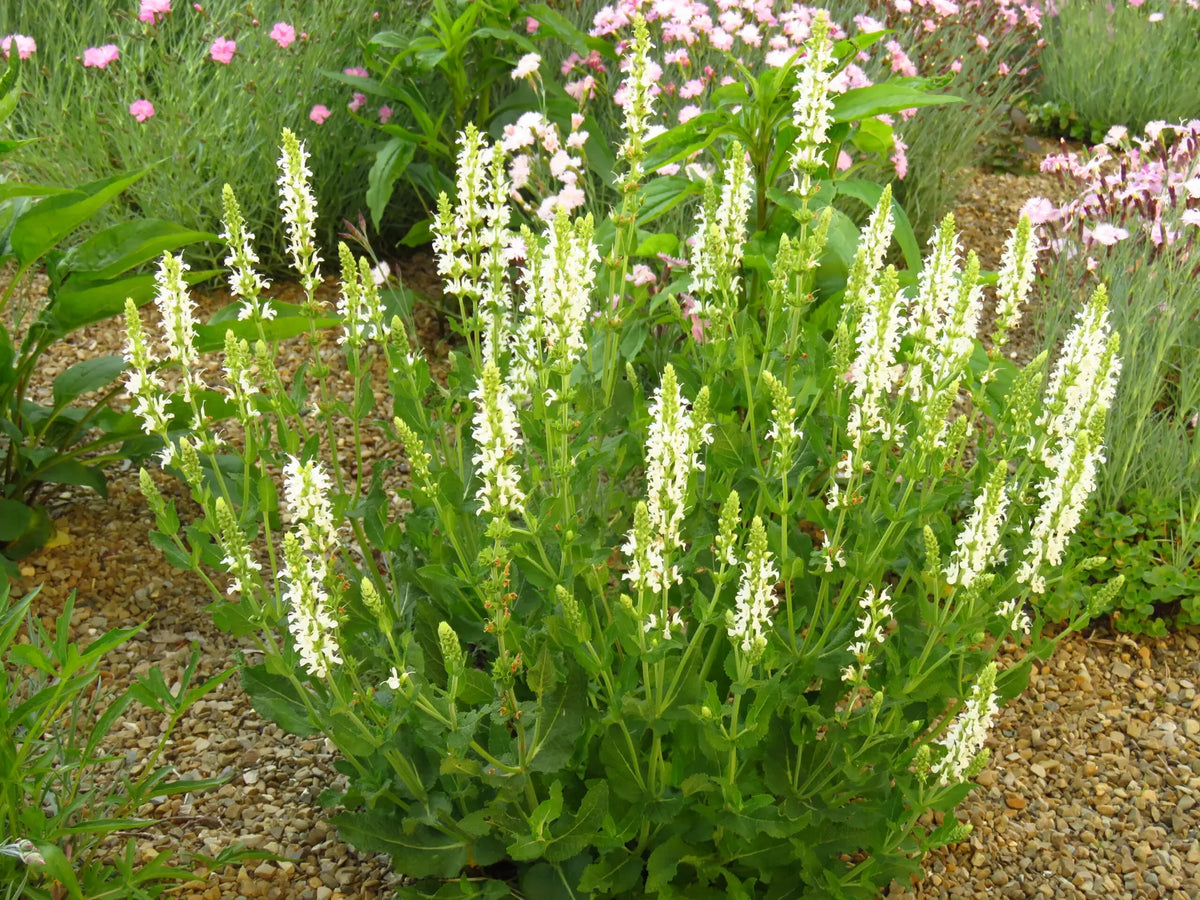 Summersweet (Clethra alnifolia)