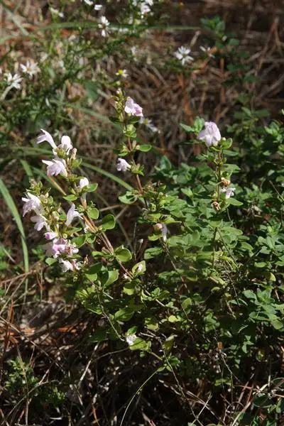 Georgia Basil (Clinopodium carolinianum)