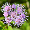 Blue Mistflower (Conoclinium coelestinum)