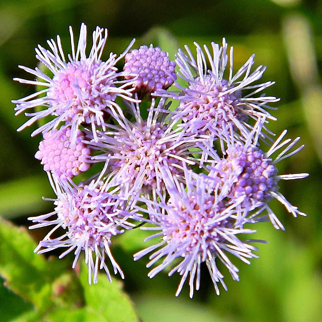 Blue Mistflower (Conoclinium coelestinum)