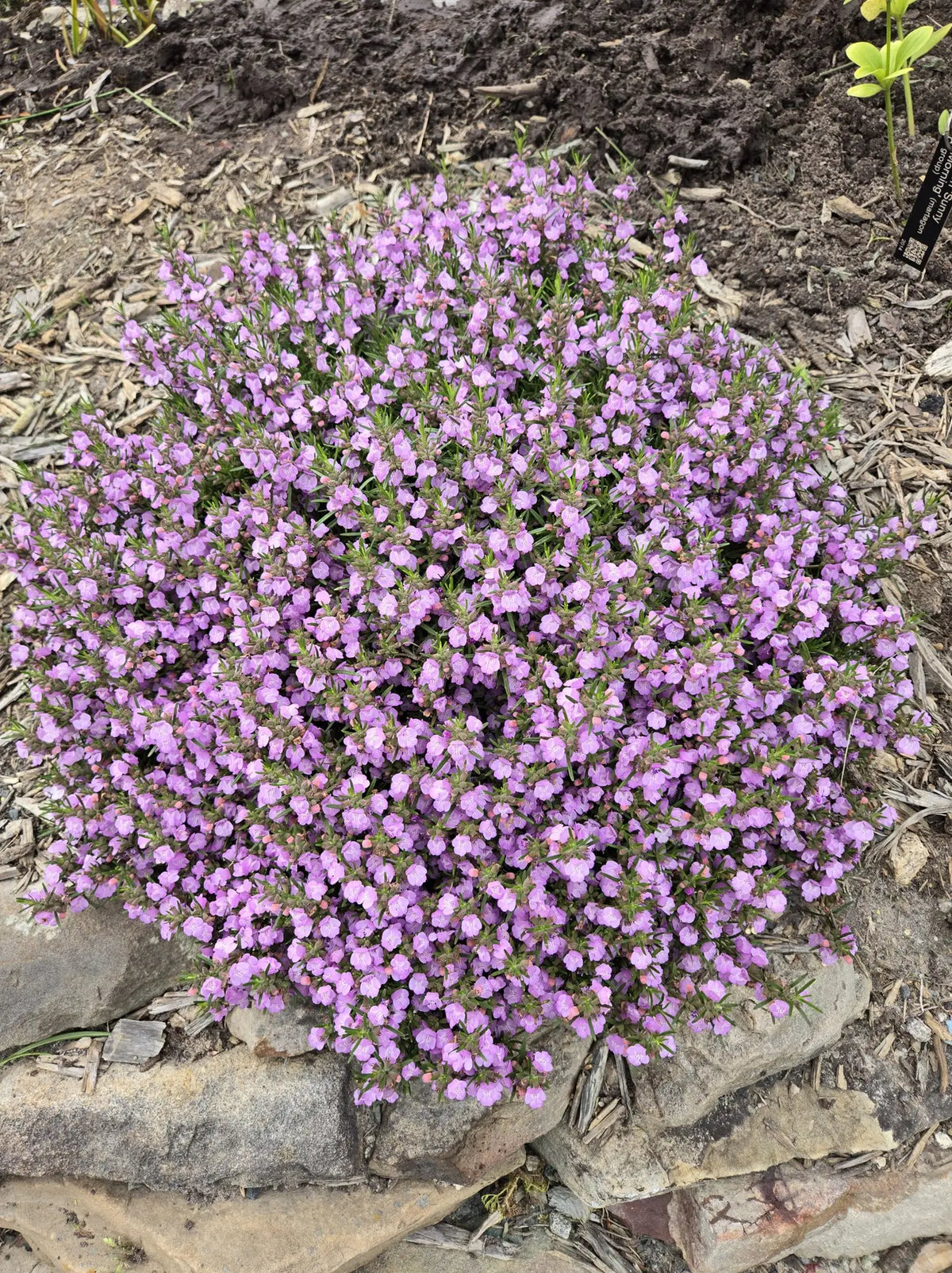 Cumberland False Rosemary (Conradina verticillata)