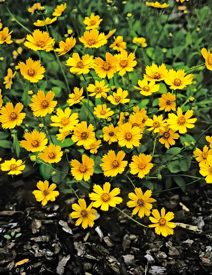 Mouse-earred Tickseed (Coreopsis auriculata 'Nana')