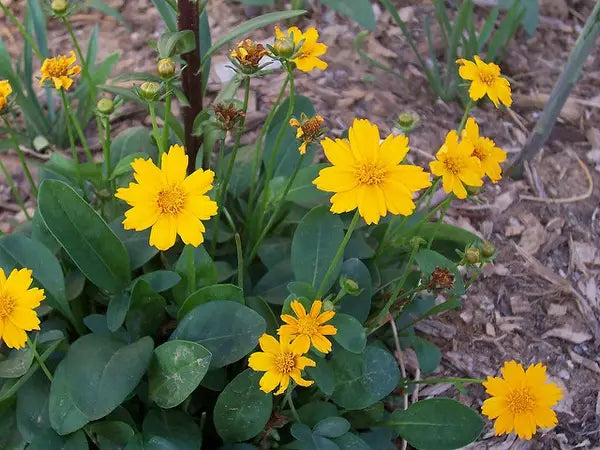Lobed Tickseed (Coreopsis auriculata)
