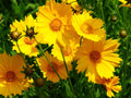 Largeflower Tickseed (Coreopsis grandiflora)