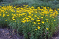 Fringeleaf Tickseed (Coreopsis integrifolia)