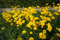Lance leafed Coreopsis (Coreopsis lanceolata)