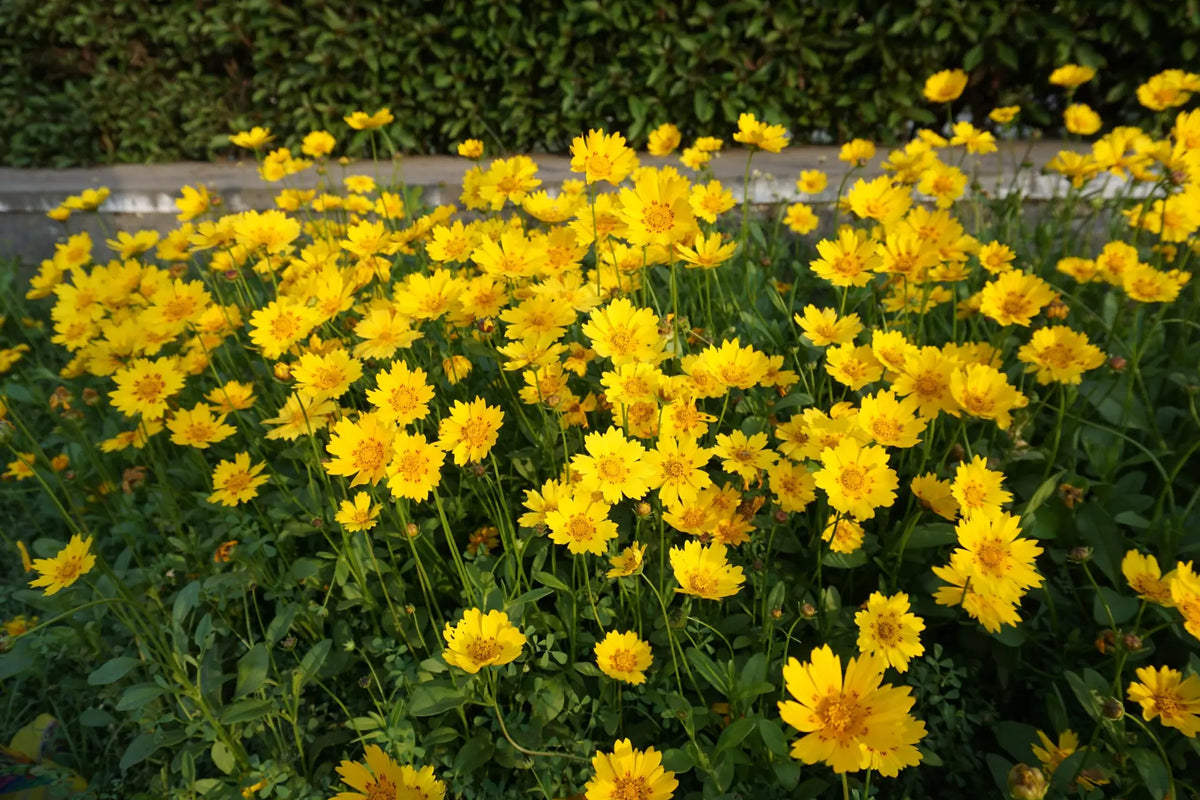Lance leafed Coreopsis (Coreopsis lanceolata)