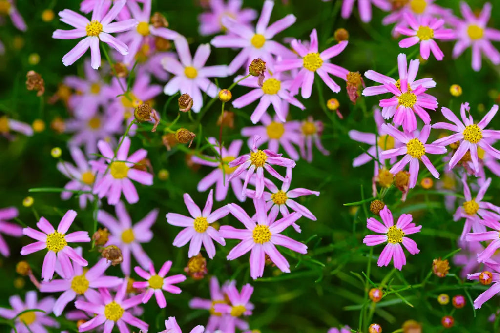 Rose Coreopsis (Coreopsis rosea)