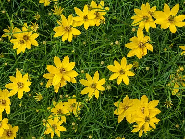Lance leafed Coreopsis (Anacis verticillata)