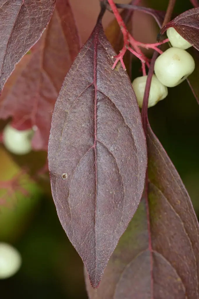 Gray Dogwood (Cornus racemosa)