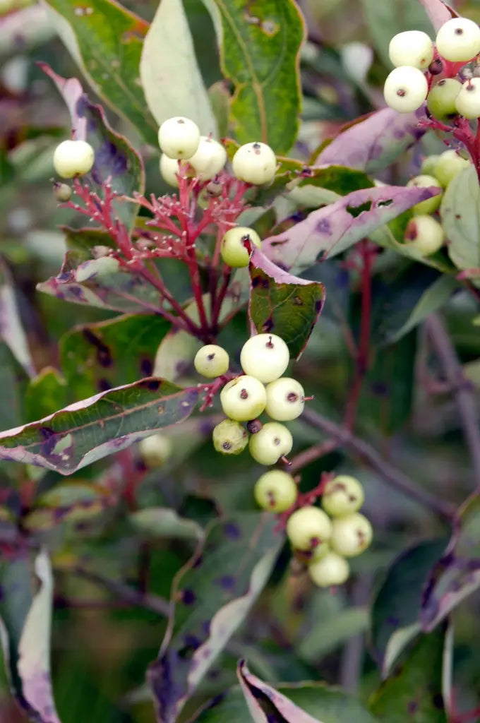 Redstem Dogwood (Cornus sericea)