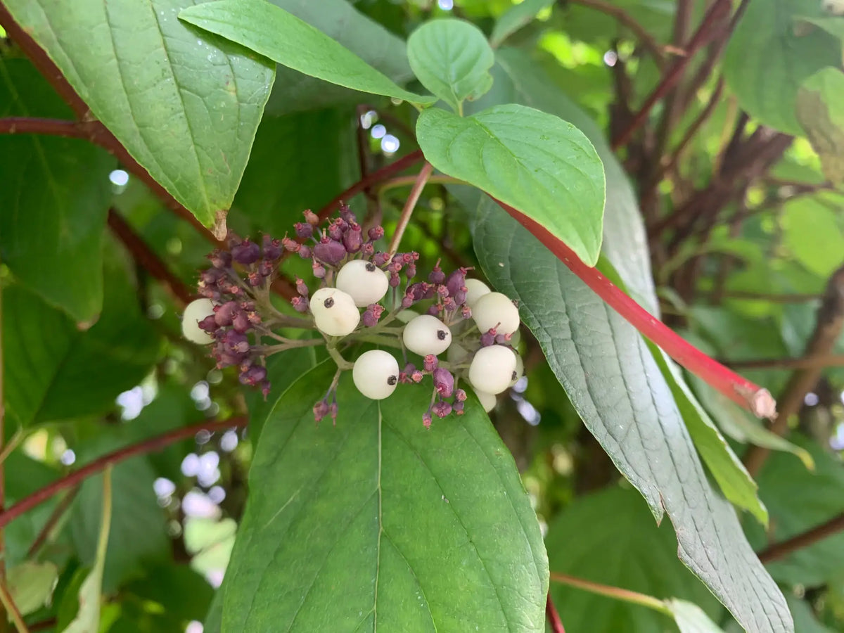 Gray Dogwood (Cornus racemosa)