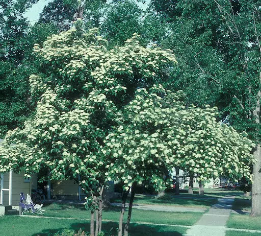 Gray Dogwood (Cornus racemosa)