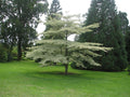 Cornus alternifolia (Pagoda Dogwood)