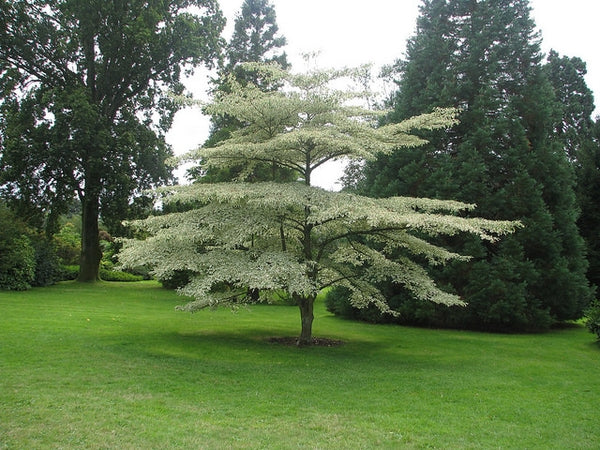 Cornus alternifolia (Pagoda Dogwood)