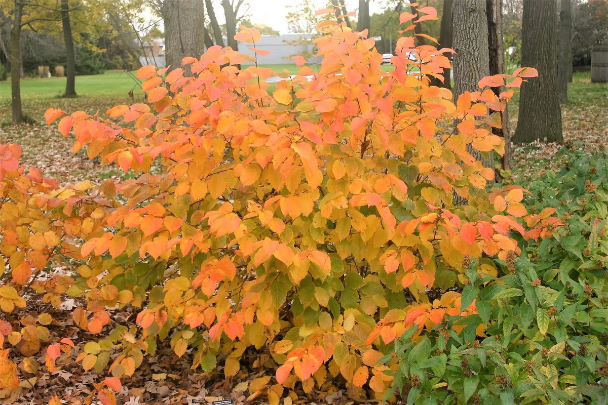 American Hazelnut (Corylus americana)