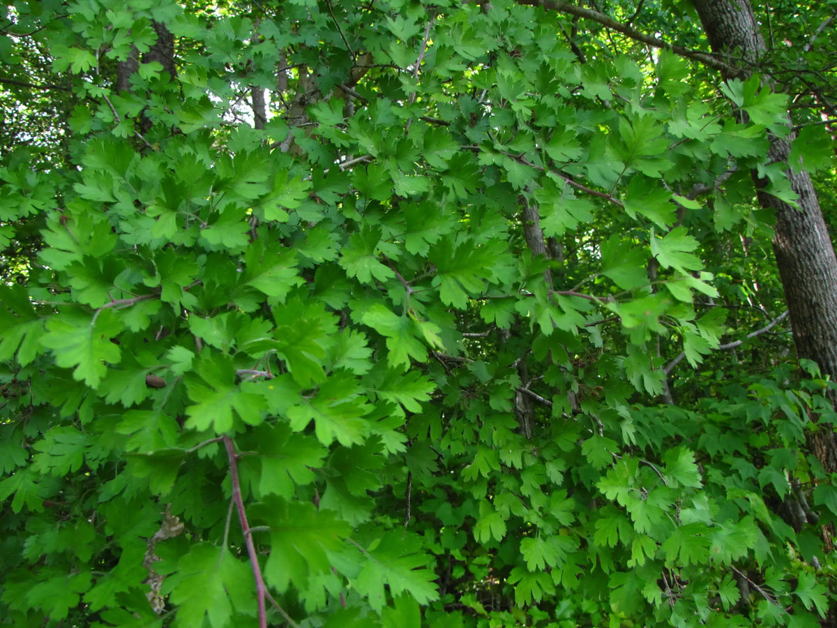 Parsley Mayhaw (Crataegus marshallii)