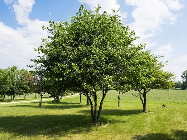 Washington Hawthorne (Crataegus phaenopyrum)