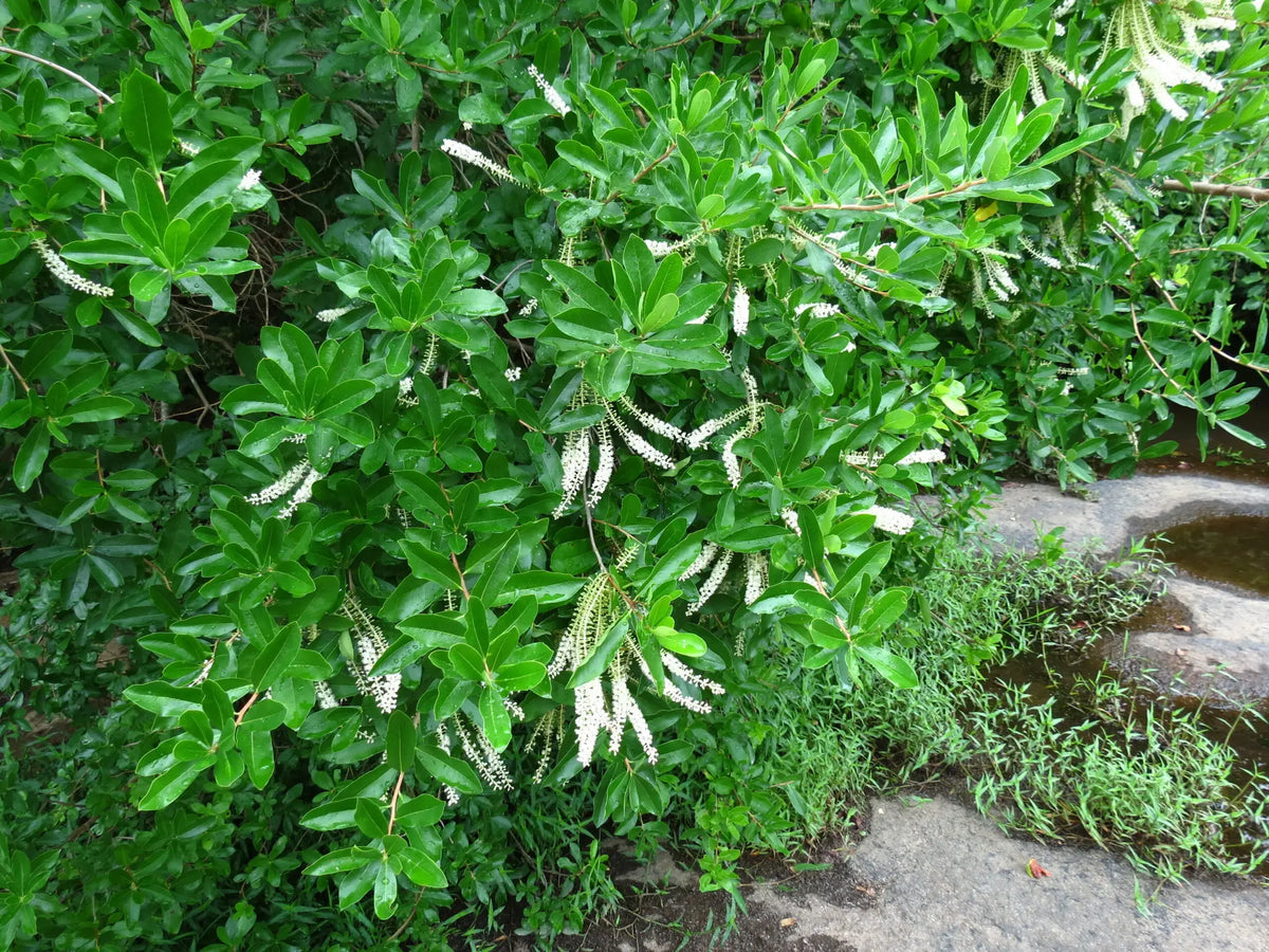 Titi (Cyrilla racemiflora)