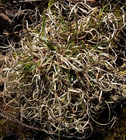 Danthonia_spicata.winter