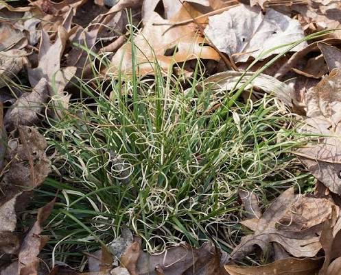 Danthoniaspicata2