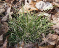 Danthoniaspicata2