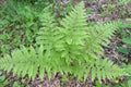 Dennstaedtia punctilobula (Eastern Hay-scented Fern)