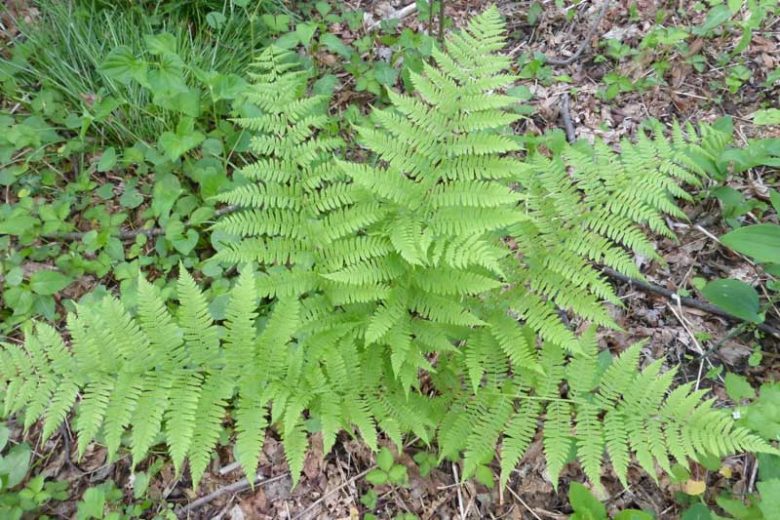 Dennstaedtia punctilobula (Eastern Hay-scented Fern)