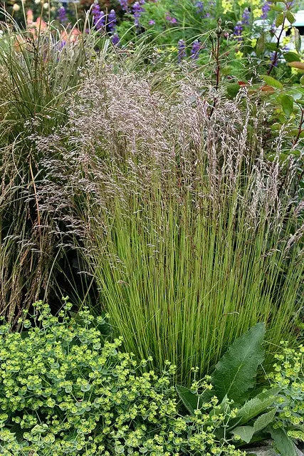 Wavy Hairgrass (Deschampsia flexuosa)