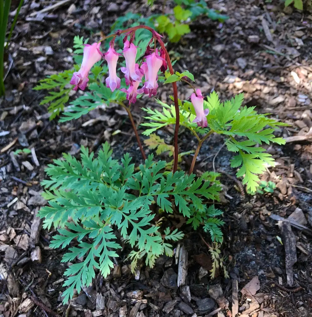 Fringed Bleeding Heart (Dicentra eximia)
