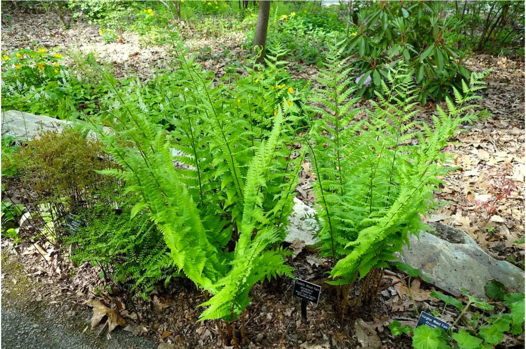 Goldie's Woodfern (Dryopteris goldieana)