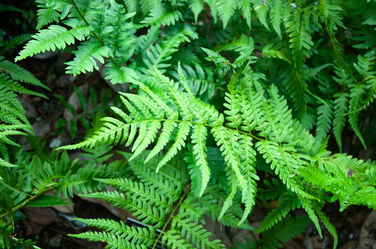 Southern Shield fern (Dryopteris ludoviciana)