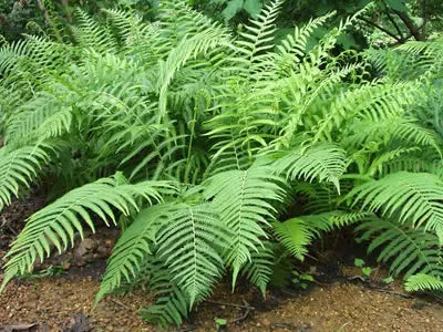 Dixie Woodfern (Dryopteris australis)