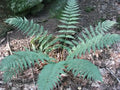 Eastern Wood Fern (Dryopteris marginalis)