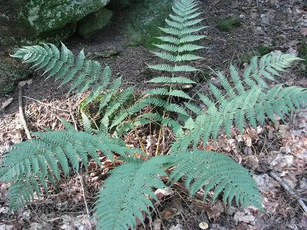 Eastern Wood Fern (Dryopteris marginalis)