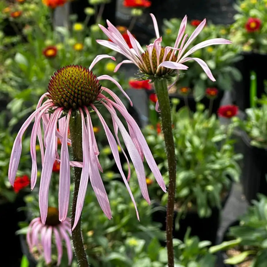 Wavy-leaf Coneflower (Echinacea simulata)