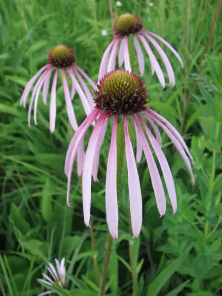 Pale Purple Coneflower (Echinacea pallida)