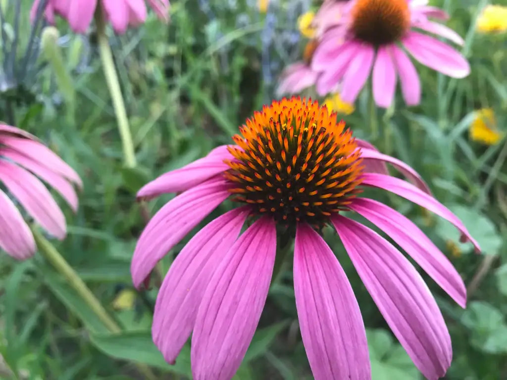 Purple Coneflower (Echinacea purpurea)