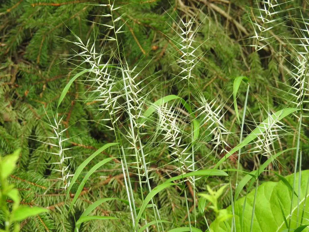 Bottlebrush Grass (Elymus hystrix)