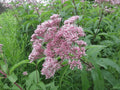 Eutrochium maculatum (Spotted Joe Pye Weed)