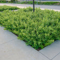 Grow-Lo-Sumac-Summer