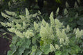 Heuchera americana 'Autumn Bride' (Autumn Bride)
