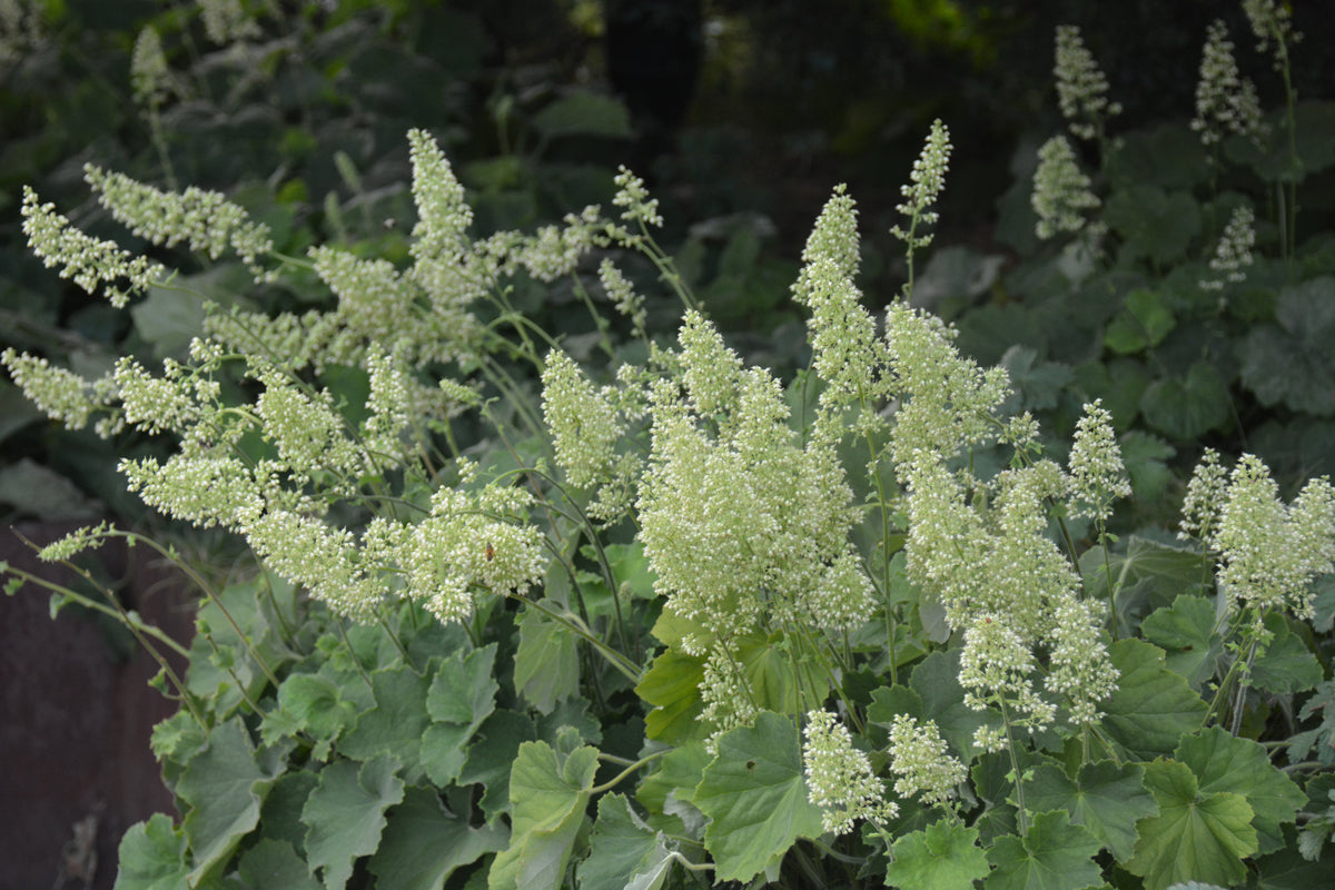 Heuchera americana 'Autumn Bride' (Autumn Bride)