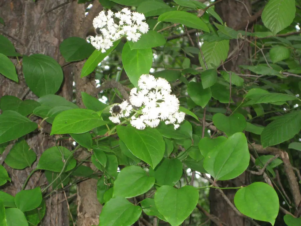 Climbing Hydrangea (Decumaria barbara)