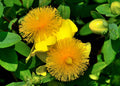 Hypericumfrondosum