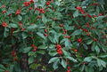 Ilexverticillata_RedSprite