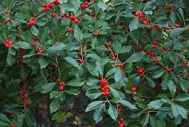 Ilexverticillata_RedSprite