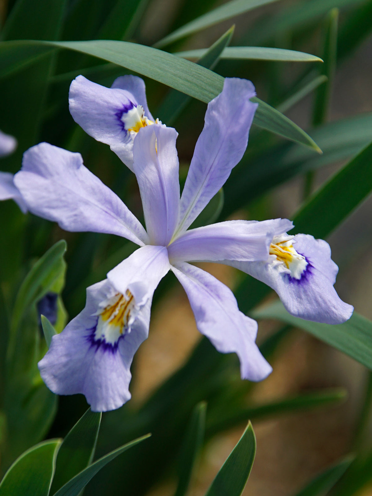 A close-up of a light purple Iris cristata 'Powder Blue Giant' flower with yellow and white accents, surrounded by green leaves.