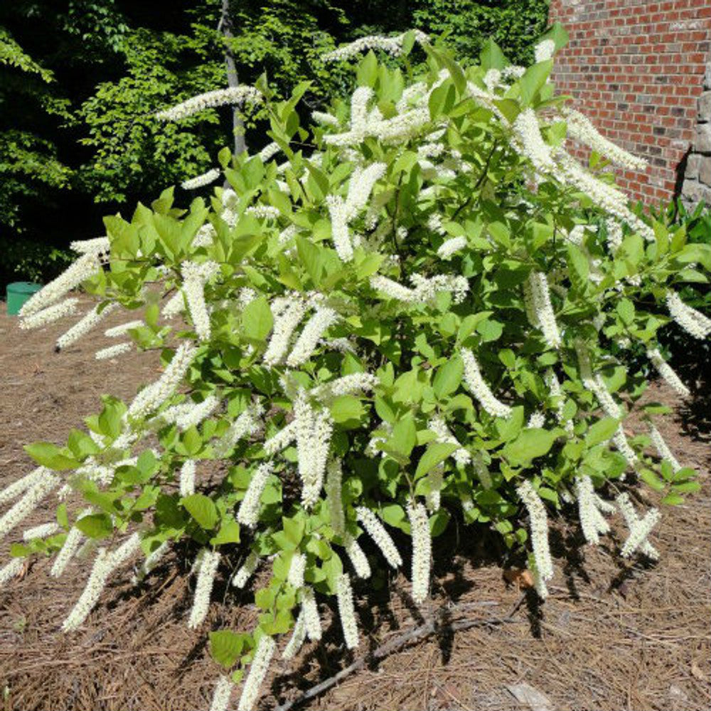 Itea virginica 'Henry’s Garnet' (Henry’s Garnet Sweetspire)